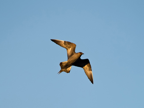 Photo of Arctic Skua / Parasitic Jaeger bird