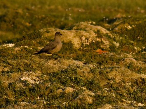 Photo of Arctic Skua / Parasitic Jaeger bird