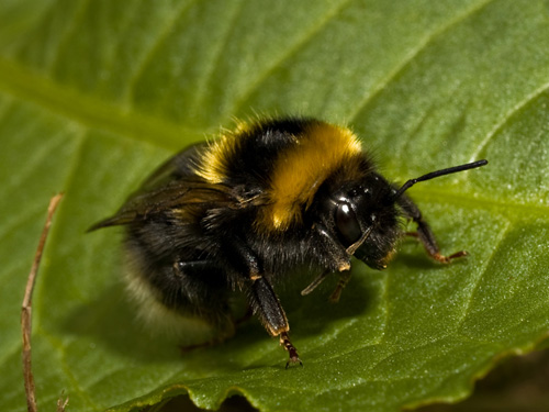 Picture of a bumblebee