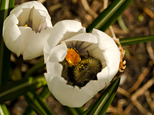 Pictures of a bumblebee in a crocus flower