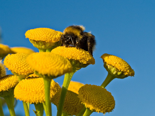 Pictures of a bumblebee on a tansy flower