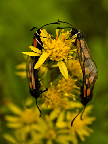 Macro photo of five-spot burnet moths mating on flowers