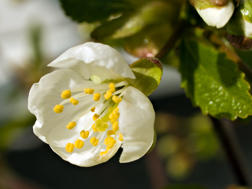 Photo of cherry blossom in northern Norway