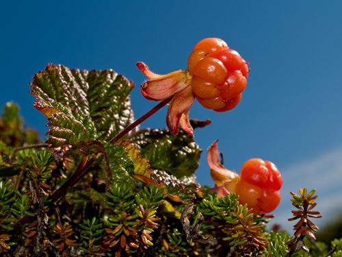 Photo of cloudberry