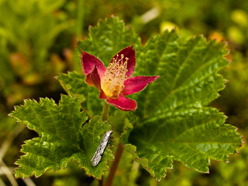 Photo of red cloudberry flower