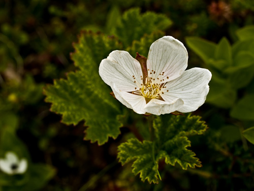 Photo of white cloudberry flower