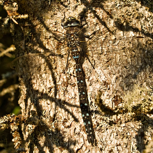 Photo of Common Hawker dragonfly