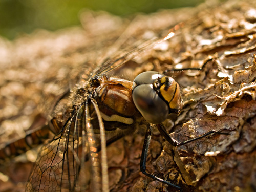 Macro photo of Common Hawker dragonfly