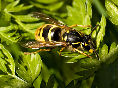Macro photo of Norwegian Wasp