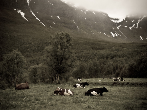 Photo of cows under snowy mountains - antique style