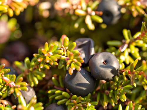 Macro photo of crowberry and some evergreen shrubs