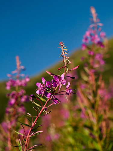 Picture of fireweed flowers