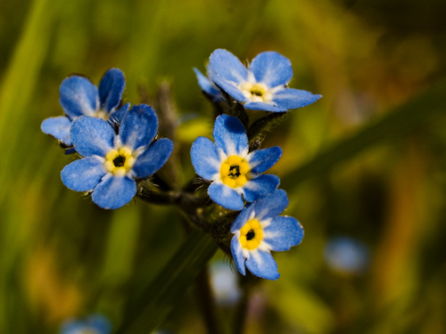 Macro photo of forget-me-not flowers