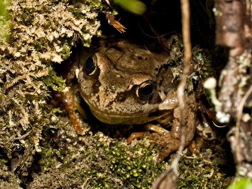 Close up photo of a common frog