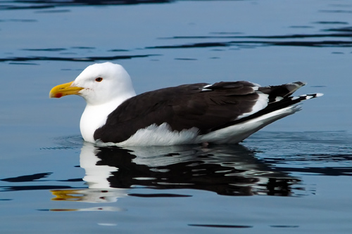 Picture of great black backed seagull