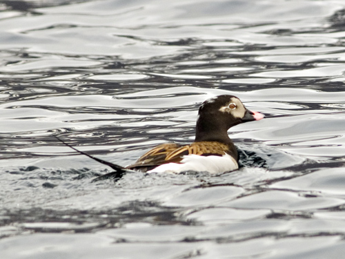 Photo of Long-tailed Duck
