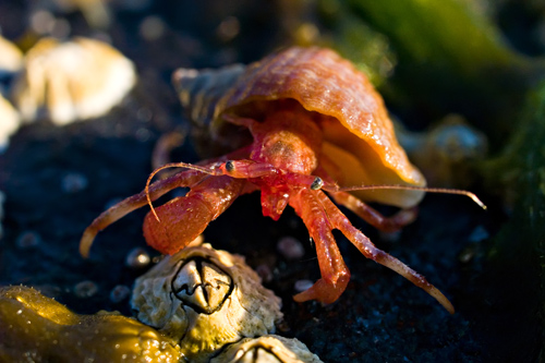 Macro photo of hermit crab and barnacle