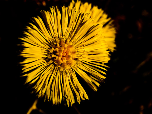 Macro photo of coltsfoot flower Tussilago farfara