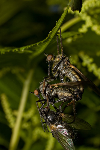 Macro photo of dance fly couple mating and eating a fly