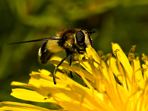 Macro photo of hoverfly on dandelion flower