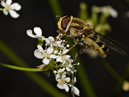 Macro photo of hoverfly feeding on cow parsley flowers