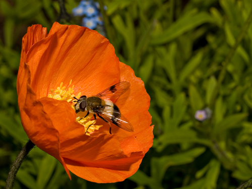 Macro photo of hoverfly on a poppy flower