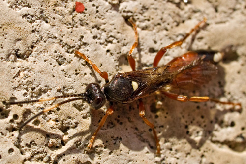 Macro photo of Ichneumon wasp