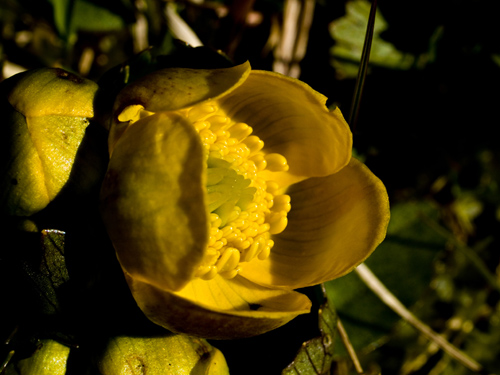 Macro photo of kingcup flower