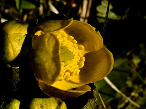 Macro picture of kingcup flower