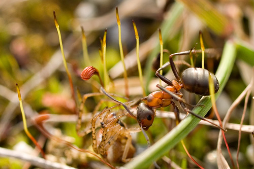 Macro photo of ant dragging a spider