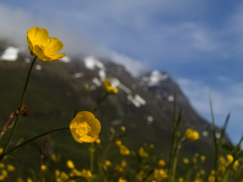 Taking pictures while laying in a buttercup meadow