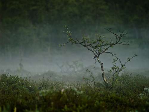 Photo from a marsh filled with mist