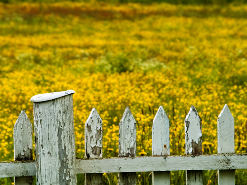 Photo of old fence keeping out hordes of yellow flowers