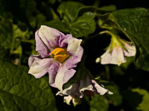 Macro photo of potato flower