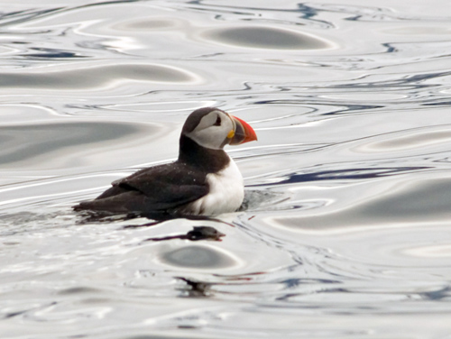 Picture of Atlantic Puffin