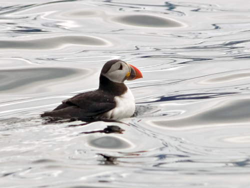 Photo of Atlantic Puffin