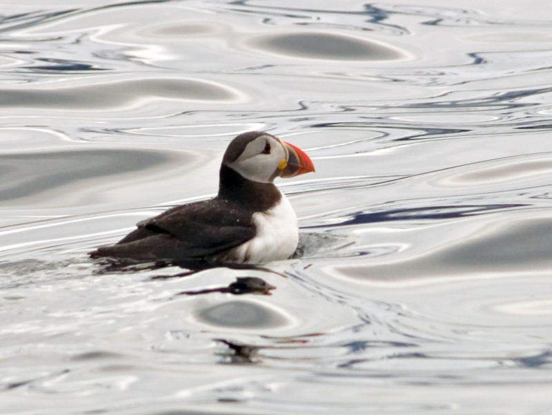 Pictures Of Atlantic Puffin - Free Atlantic Puffin pictures 