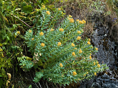 Photo of roseroot (Rhodiola rosea) - natures own viagra