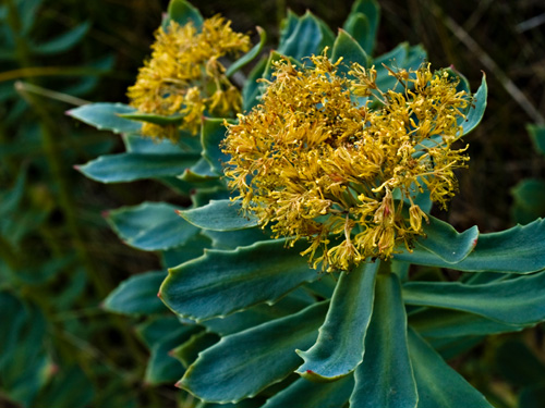 Photo of roseroot (Rhodiola rosea) - natures own viagra