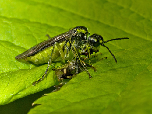 Macro photo of sawfly eating an insect