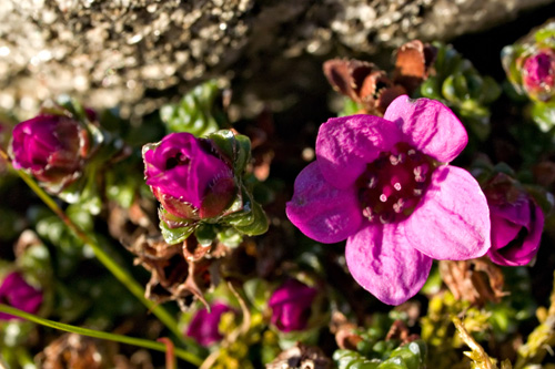 Macro photo of Purple Saxifrage flower