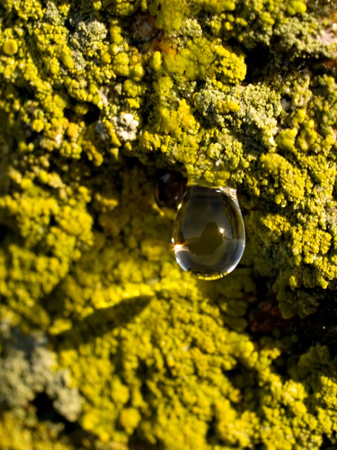 Close up photo of a water drop against yellow lichen with reflection of me, the sun and a mountain