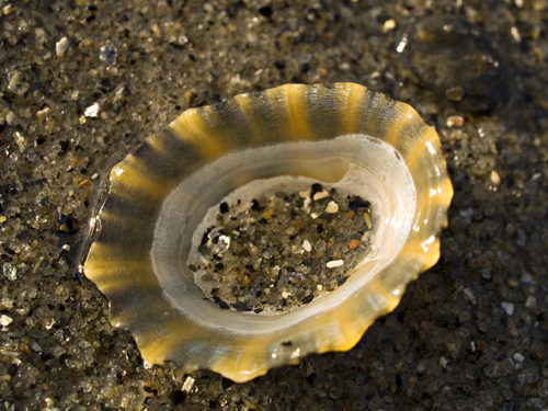 Macro of limpet shell