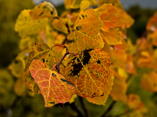 Close up photo of aspen leaves with autumn colors