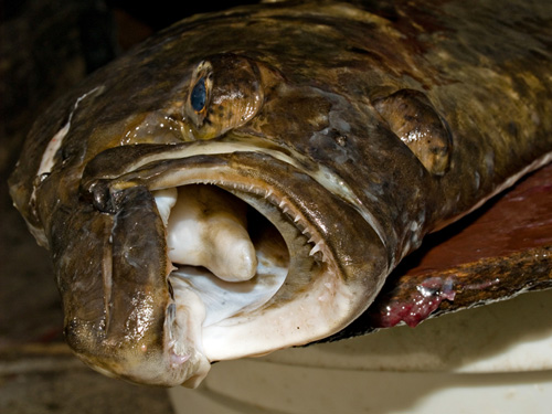 Close up photos of an Atlantic halibut (Hippoglossus hippoglossus)