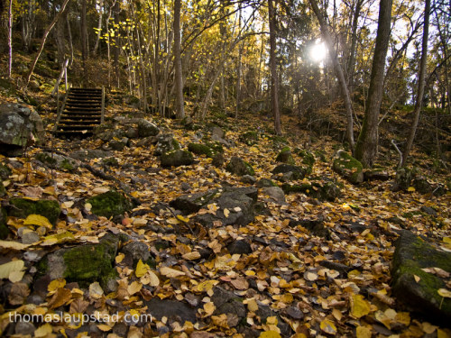 Picture of forest in autumn colors - Ground covered with leaves