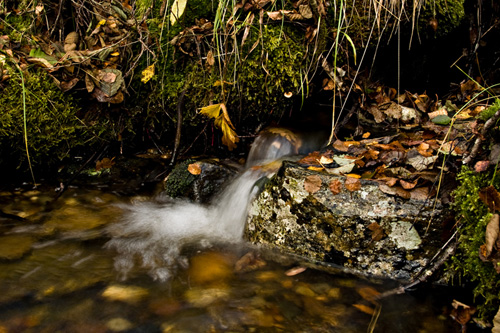 Photo of an autumn stream littered with autumn colored leaves