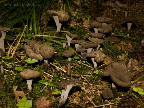 Picture of black chanterelle