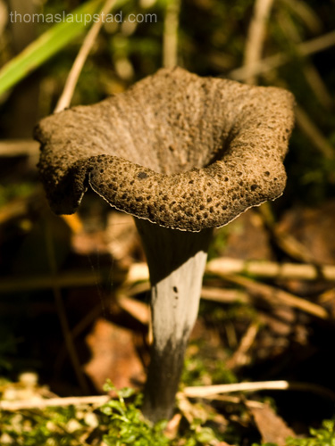 Picture of black trumpet (Craterellus cornucopioides) mushroom