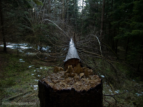 Photo of broken Norwegian Spruce tree in a dark winter forest